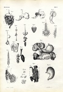 Digestive Organs, 1863-79